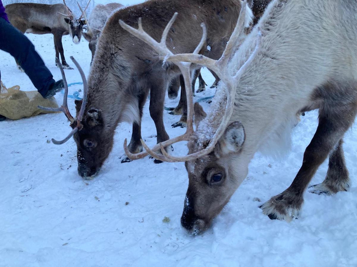 Kuttainen Lodge Karesuando Екстер'єр фото